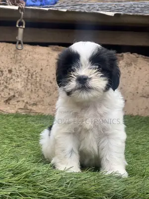 1-3 months Female Purebred Lhasa Apso