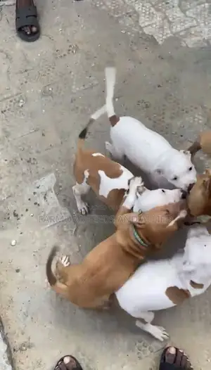 1-3 months Female Purebred American Pit Bull Terrier