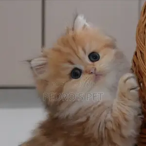 1-3 months Female Purebred Persian