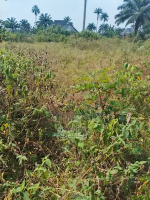 Buy and Build, Buy and Wait in Omagwua