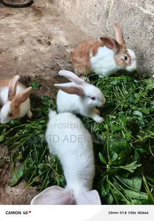Rabbit Sells
