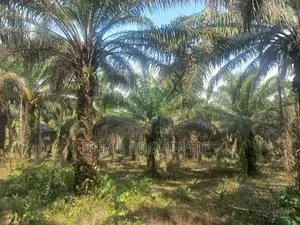 105 Plots of Land Urgently for Sale in Benin City.