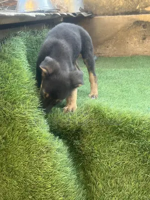 1-3 months Male Purebred German Shepherd