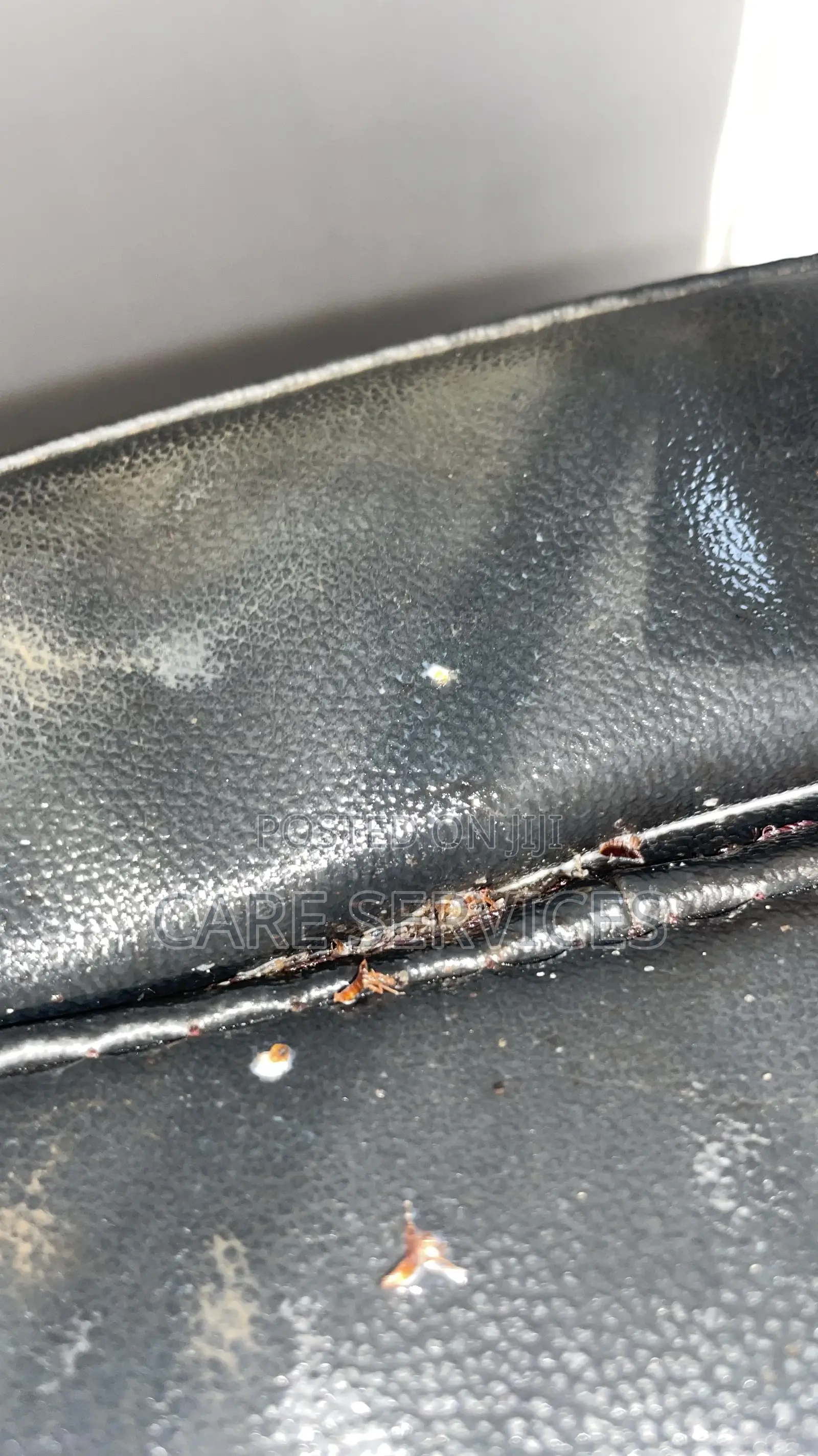 Dynamic Bedbugs Fumigation Service