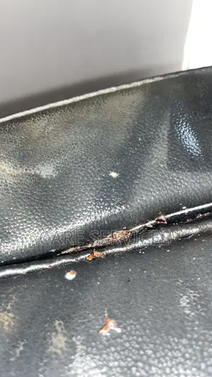 Dynamic Bedbugs Fumigation Service