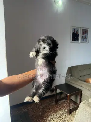 1-3 months Male Purebred Lhasa Apso