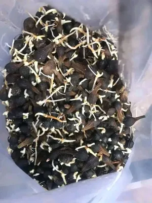 Tenera Sprouted Nuts