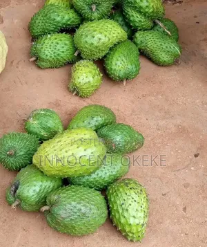 Soursop Fruits/ Soursop Leaf Fresh Or Dried.