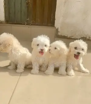 1-3 months Male Purebred Lhasa Apso