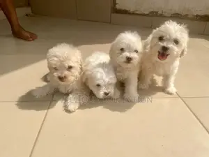 1-3 months Male Purebred Lhasa Apso