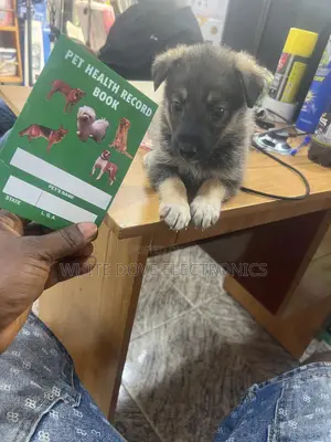 1-3 months Male Purebred German Shepherd