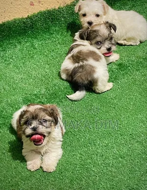 1-3 months Male Purebred Lhasa Apso