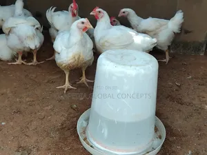 Broiler Chicken (8 WKS +) Barbecue