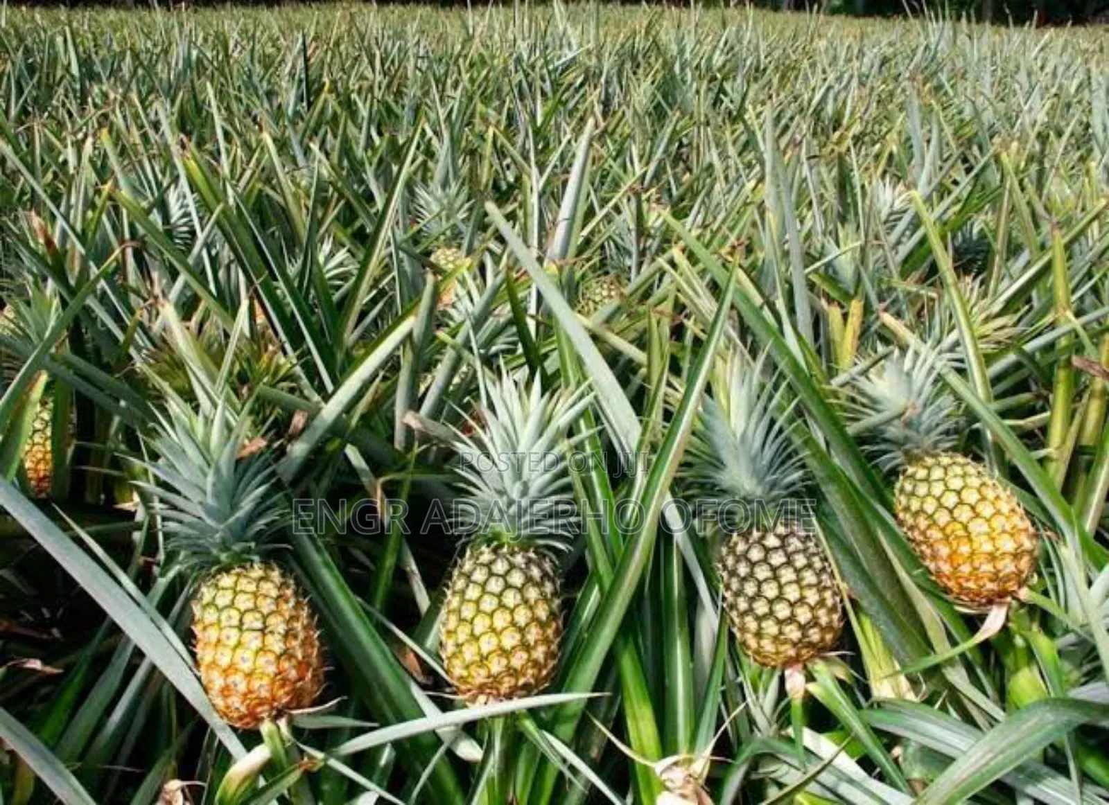 Pineapple Suckers