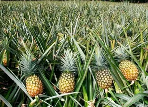Pineapple Suckers