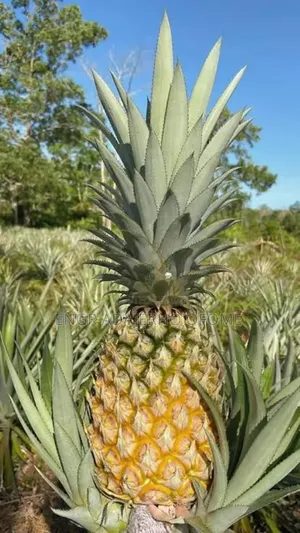 Pineapple Suckers