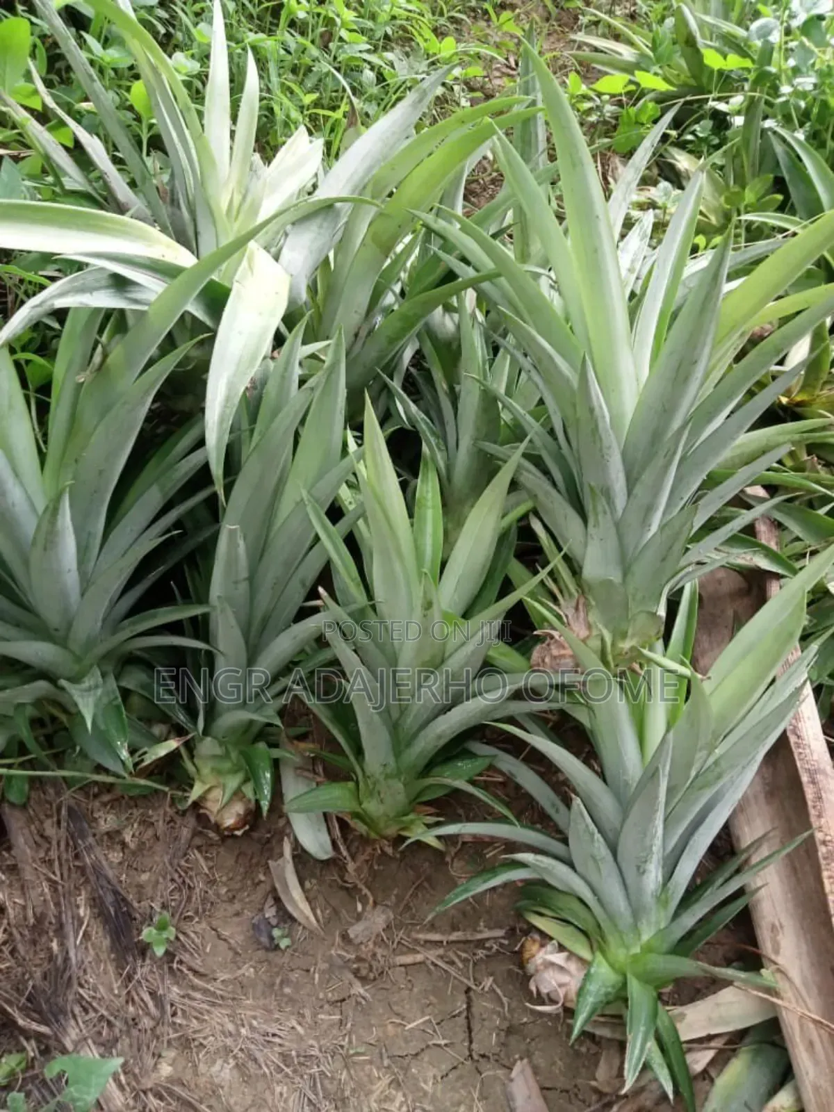 Pineapple Suckers