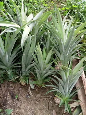 Pineapple Suckers