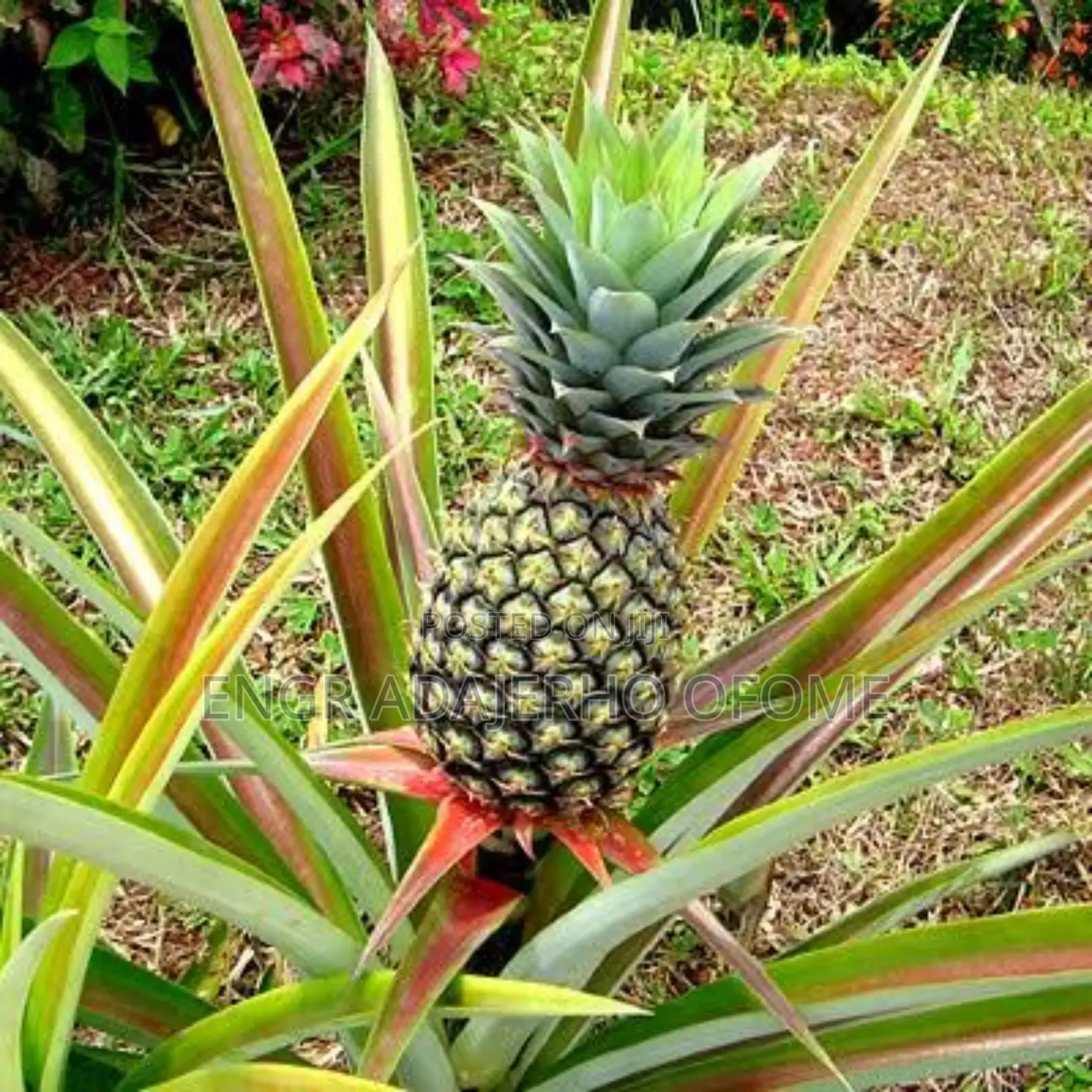 Pineapple Suckers
