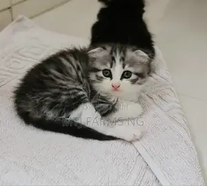 3-6 months Female Purebred Scottish Fold