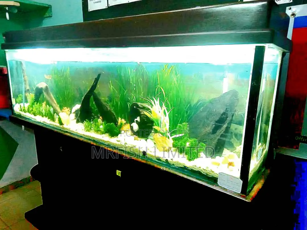 6 Ft Aquarium