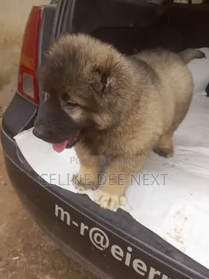 1-3 months Male Purebred Caucasian Shepherd