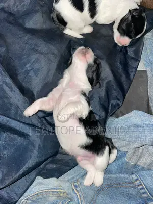 0-1 month Female Purebred Lhasa Apso