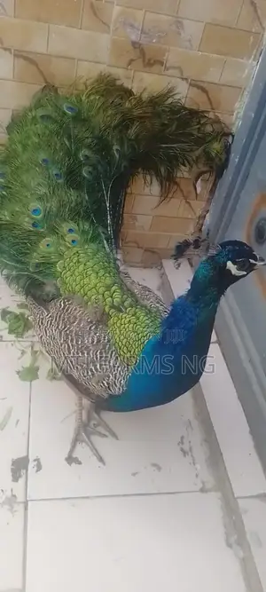 Male Peacocks Available