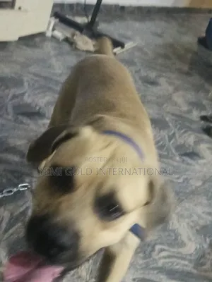 1+ year Male Purebred Boerboel
