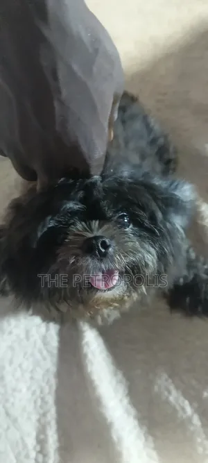 1+ year Female Purebred Shih Tzu