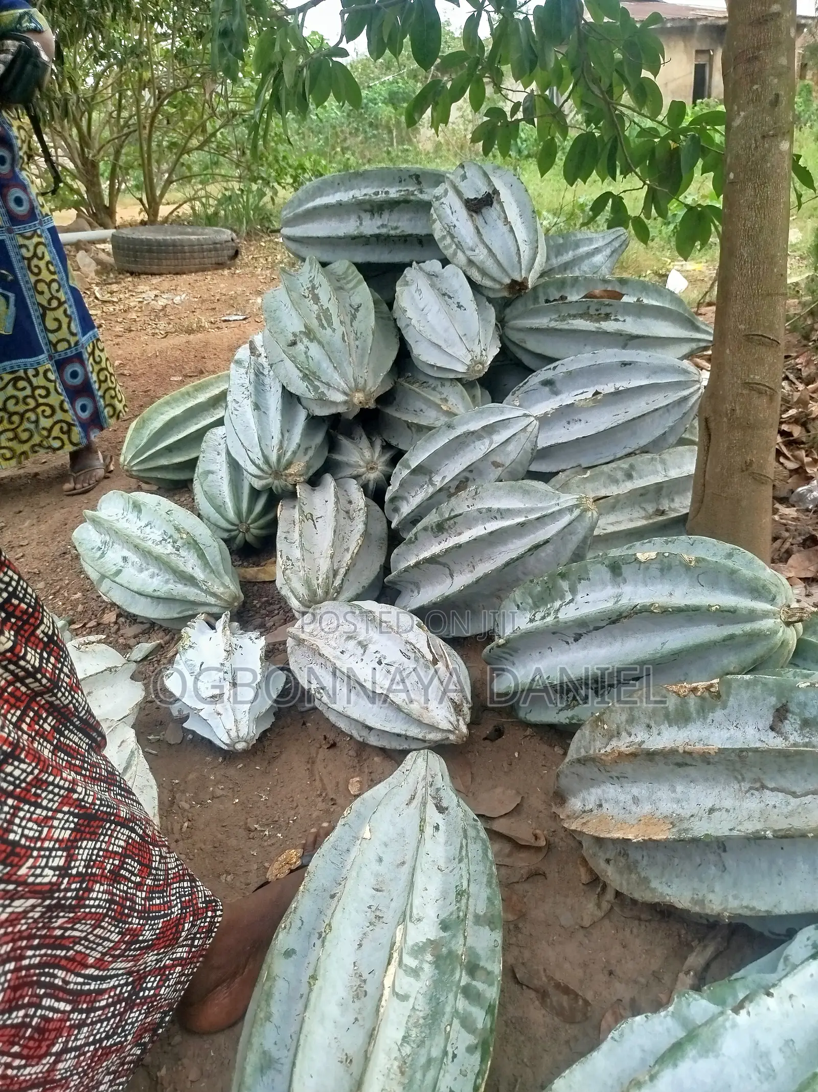 Ugwu Seed / Pod