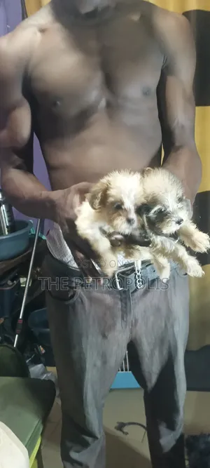 1-3 months Female Purebred Lhasa Apso
