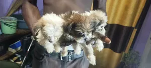 1-3 months Female Purebred Lhasa Apso