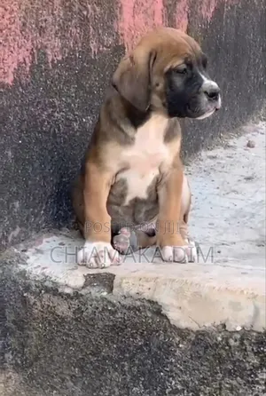 1-3 months Male Purebred Boerboel