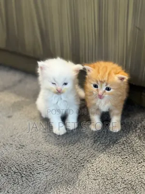 1-3 months Female Purebred Persian