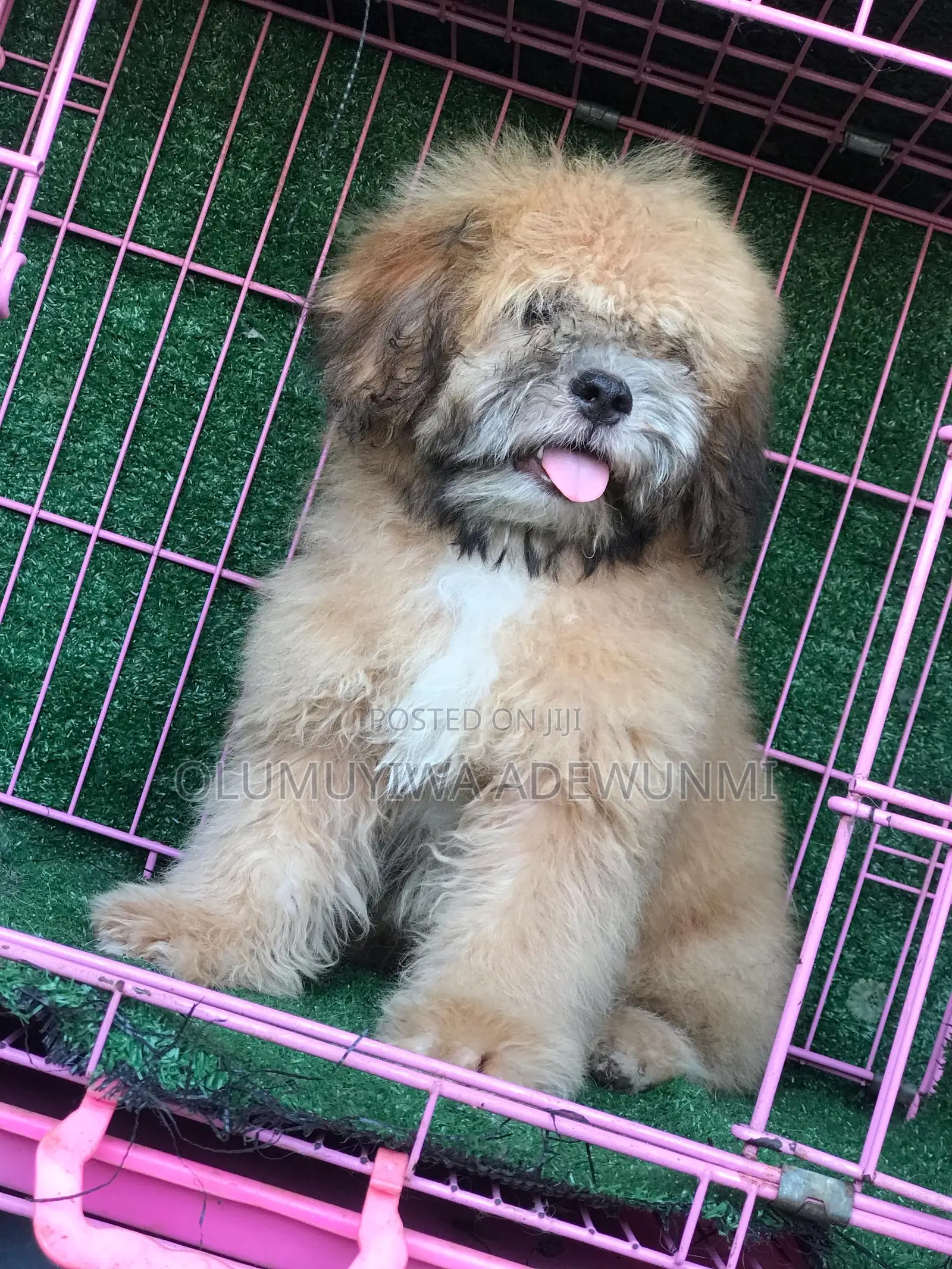 Lhasa Apso Mating/ Stud Services
