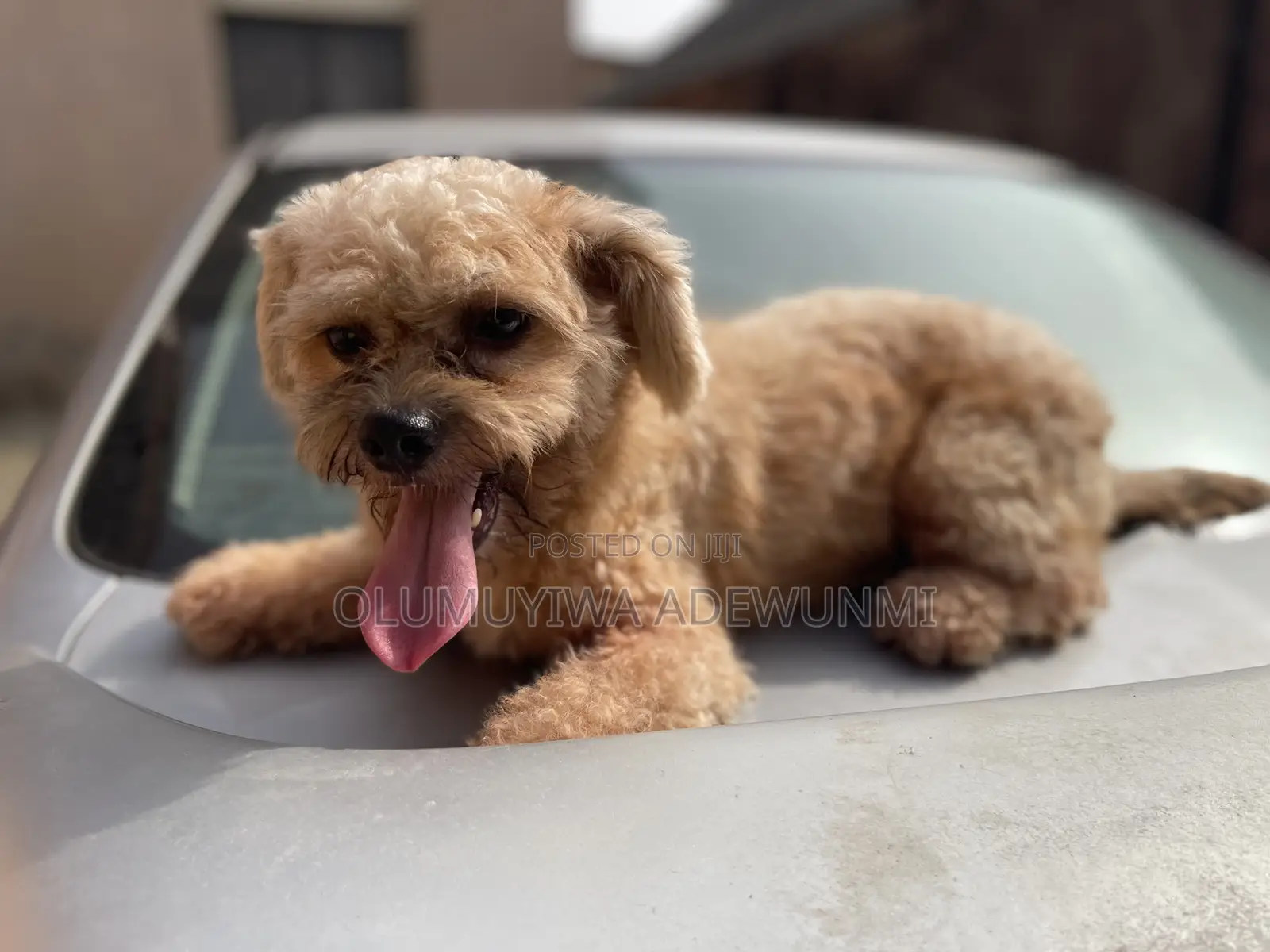 Lhasa Apso Mating/ Stud Services