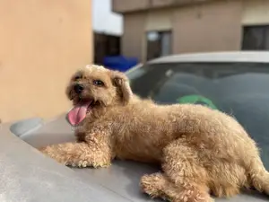 Lhasa Apso Mating/ Stud Services