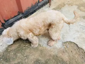 Lhasa Apso Mating/ Stud Services