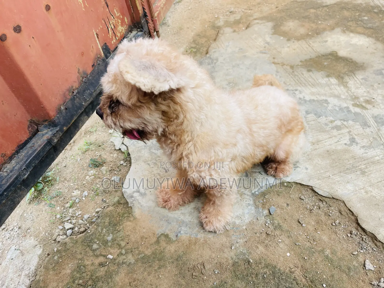 Lhasa Apso Mating/ Stud Services
