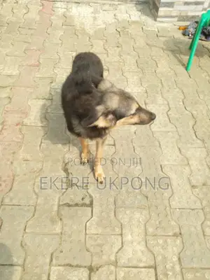 6-12 months Female Purebred German Shepherd