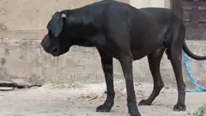 1+ year Male Purebred Cane Corso