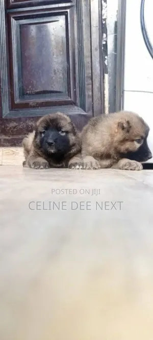 1-3 months Male Purebred Caucasian Shepherd