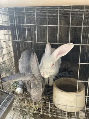 Healthy Rabbits for Sale