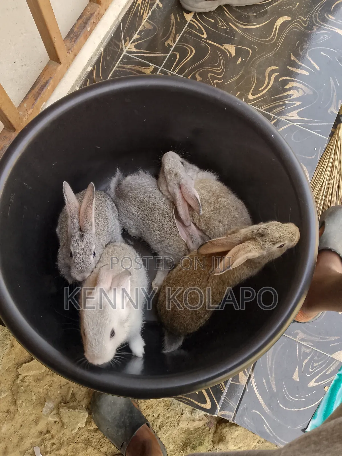 Baby Rabbit