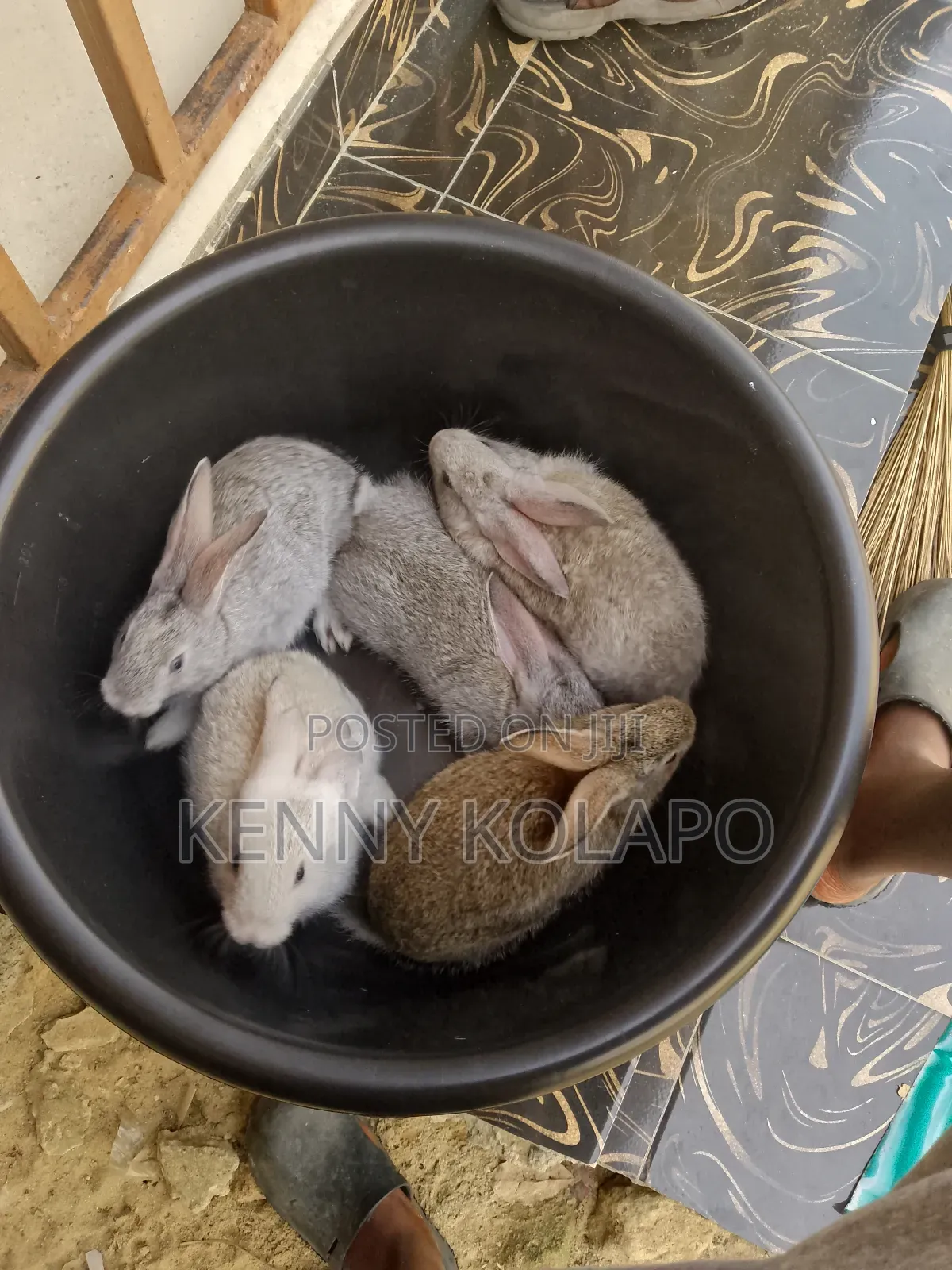 Baby Rabbit