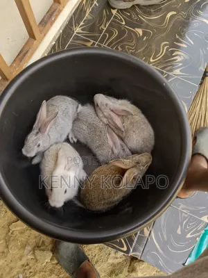 Baby Rabbit