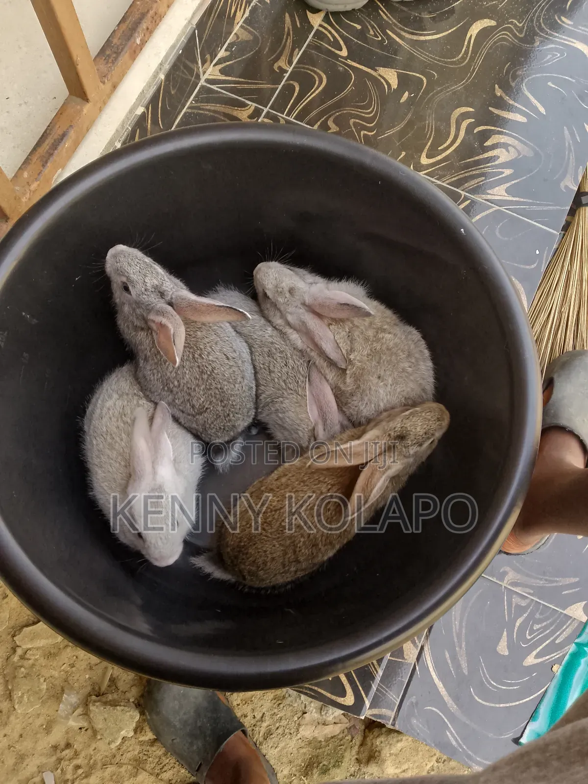 Baby Rabbit