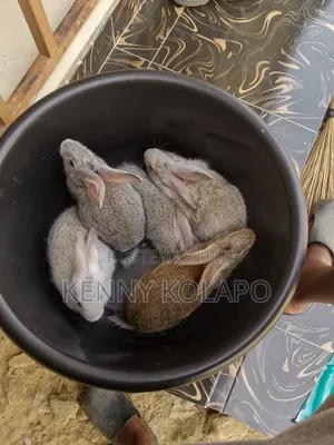 Baby Rabbit