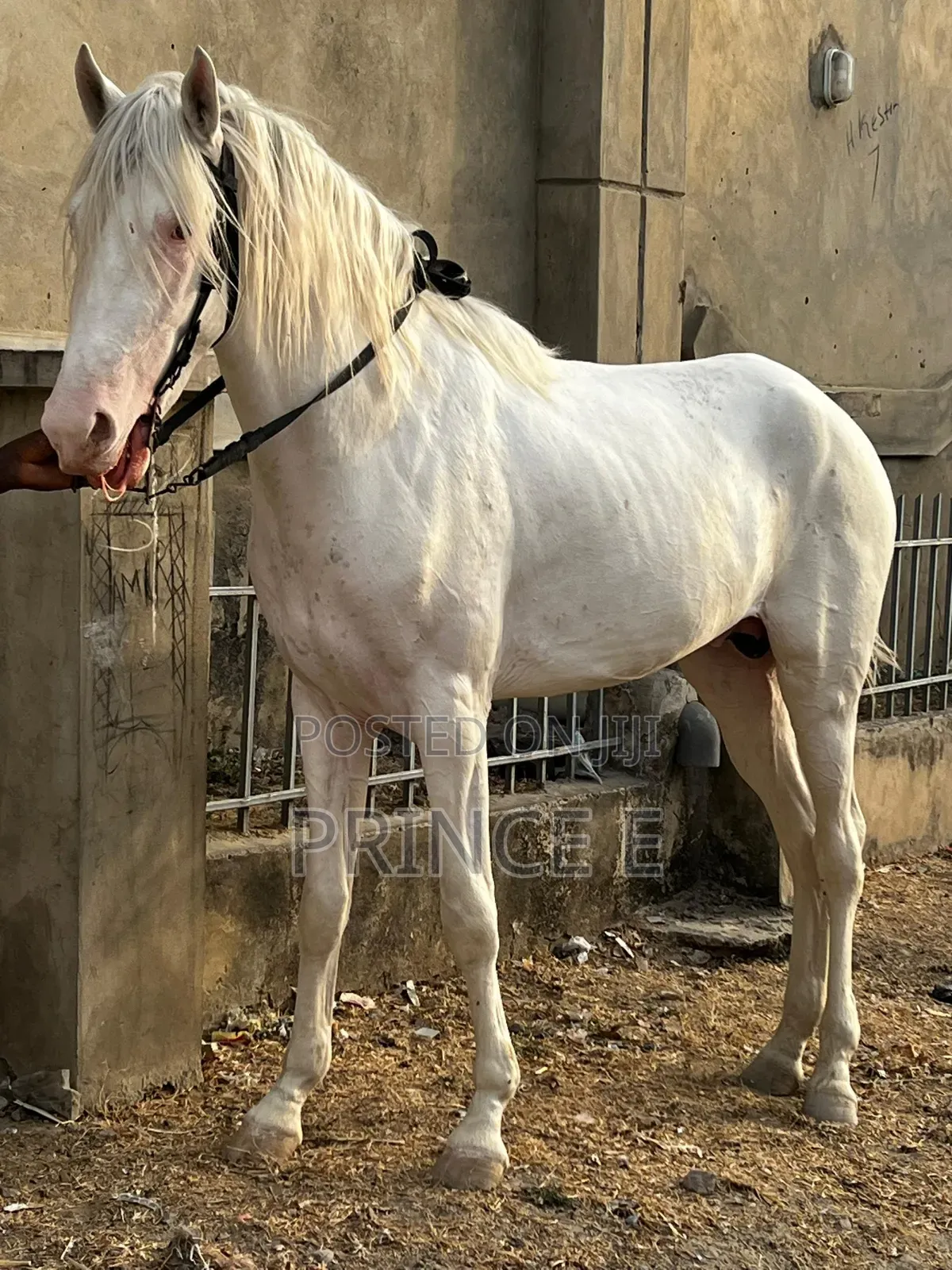 Horses Available